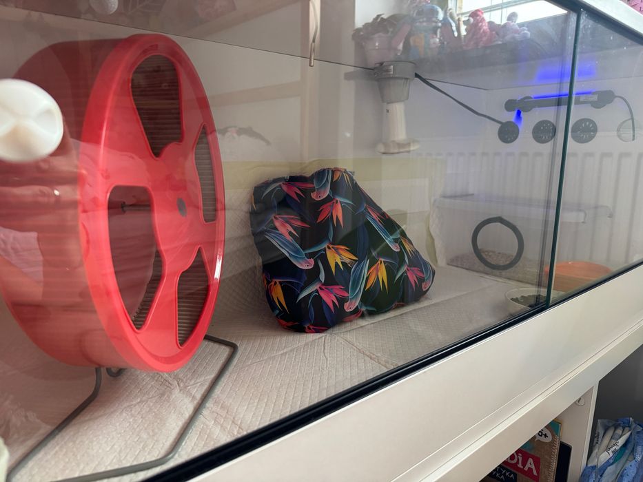Sprzedam klatkę/terrarium wraz z jeżem i wyposażeniem oraz akcesoriami