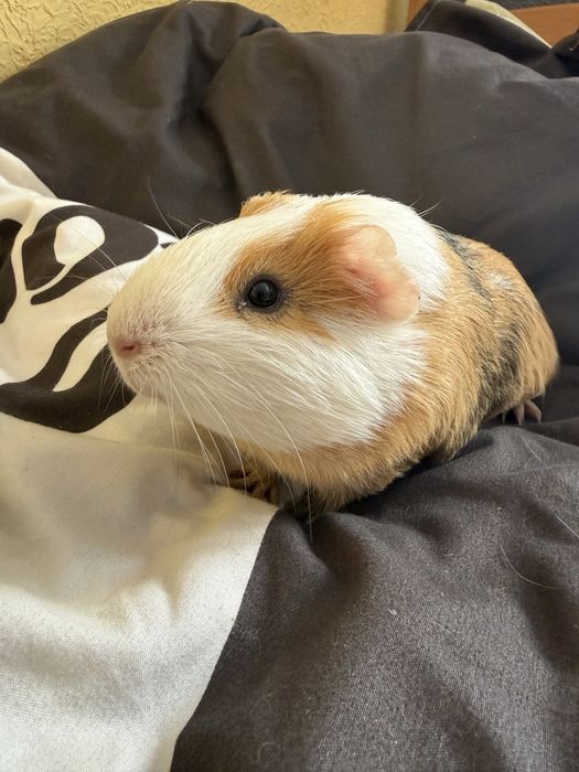 Продамо морську свинку з кліткою