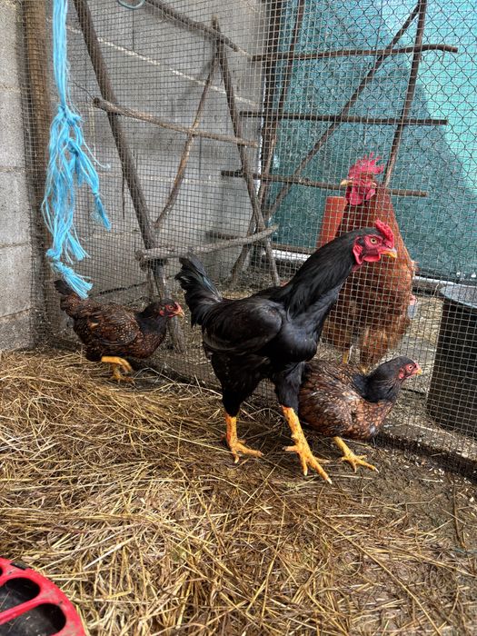 Ovos Galados de Galinhas Cornish