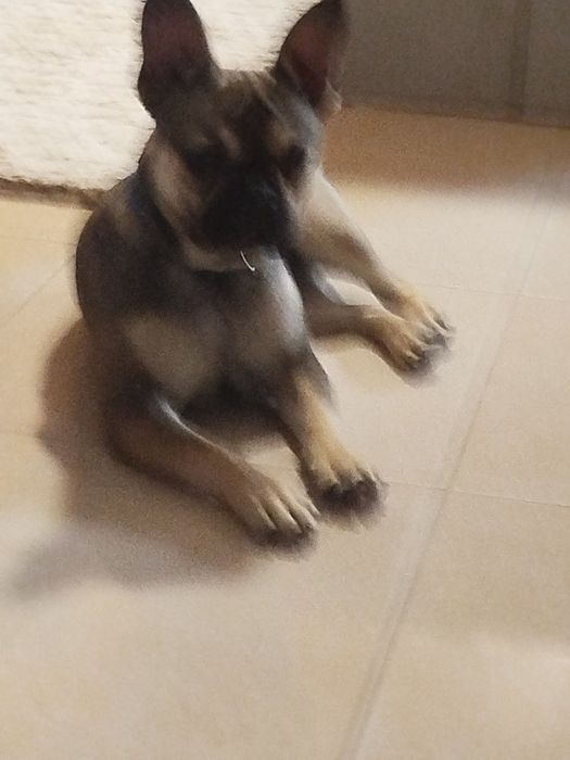 Buldogue francês