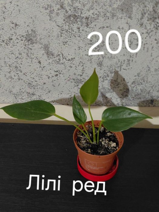 Поділки антуріумівв более 30 сортовв