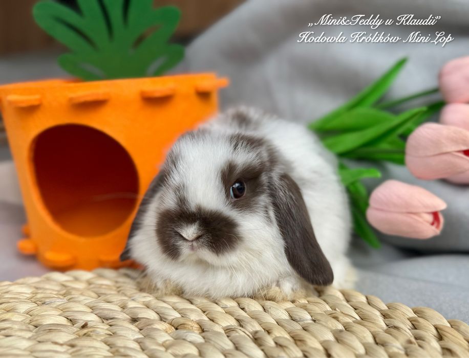 MINI LOP / transport Kraków / króliczki miniaturki rasowe mini lop