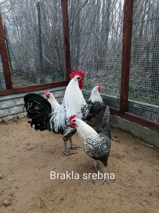 Jajka lęgowe, kurczaki od kur ozdobnych 8 ras