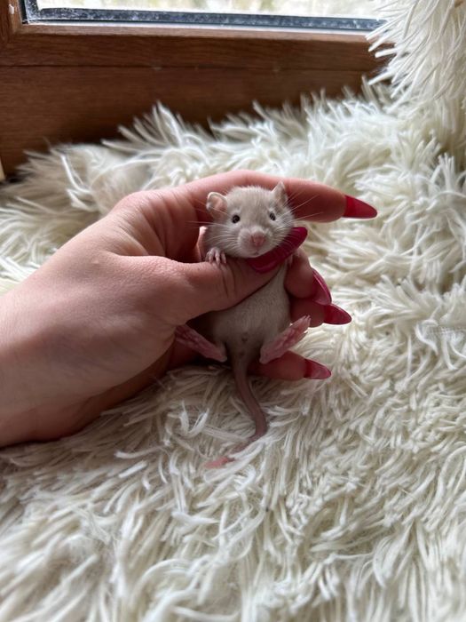 Крисята дамбо хлопчики та дівчатка