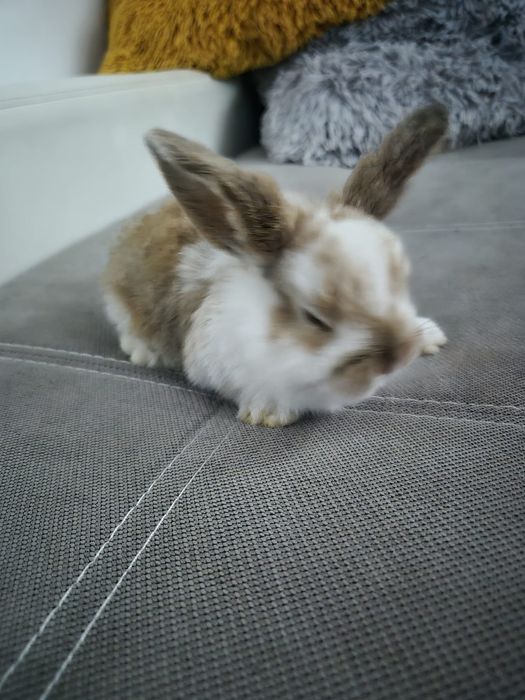 Króliki miniaturowe Baranki. Sklep zoologiczny Rafa Kraków.