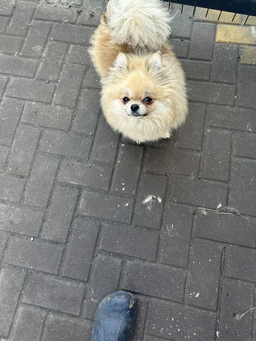 Suczka szpic pomeranian.