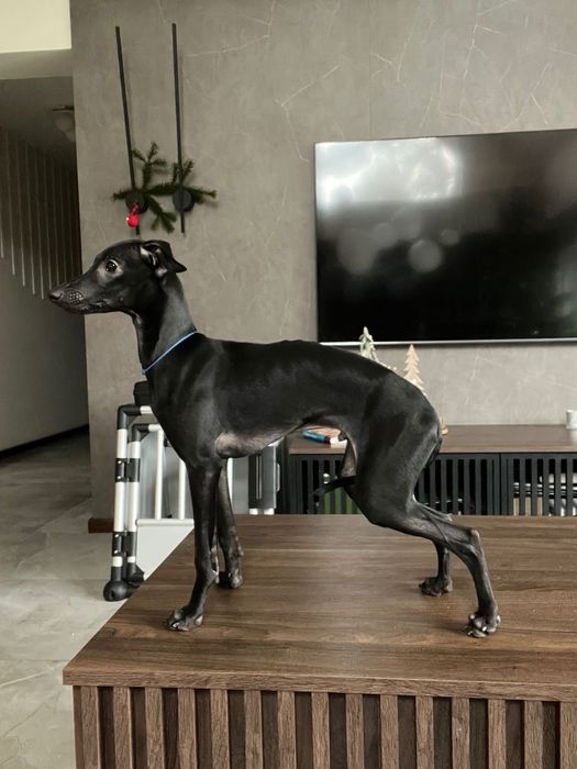 Charcik włoski*samczyk*ChartyJagi (FCI)