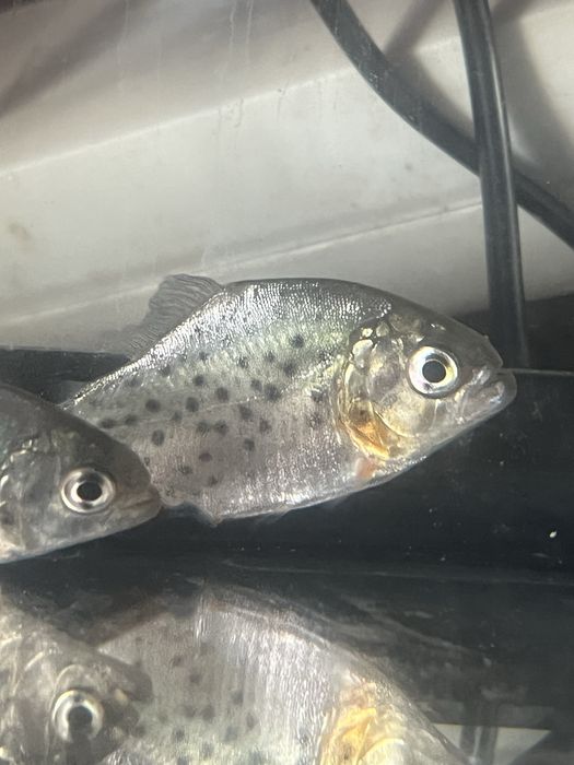 Verdadeira Piranha vermelha 4/5cm!!
