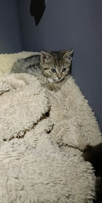 Kociak do adopcji