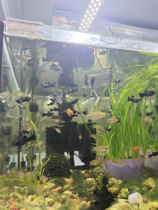 Molinezje i mieczyki