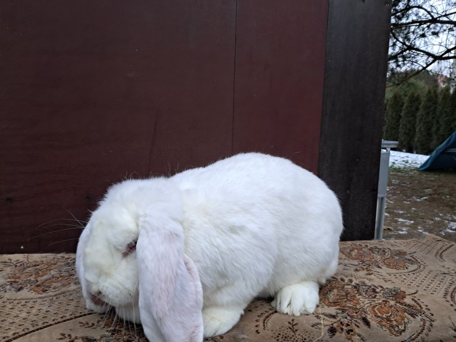 Francuski Baran Biały  Czerwonooki samica