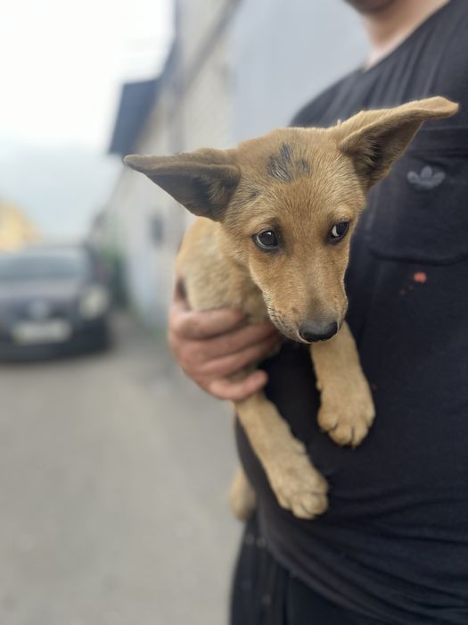 Шукаємо дім маленькому собаці.