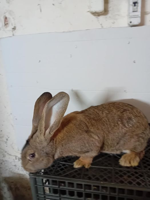 Sprzedam króliki- olbrzym belgijski i wiedeński niebieski