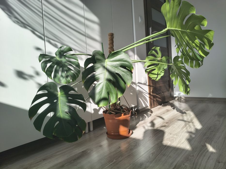 Monstera deliciosa duża