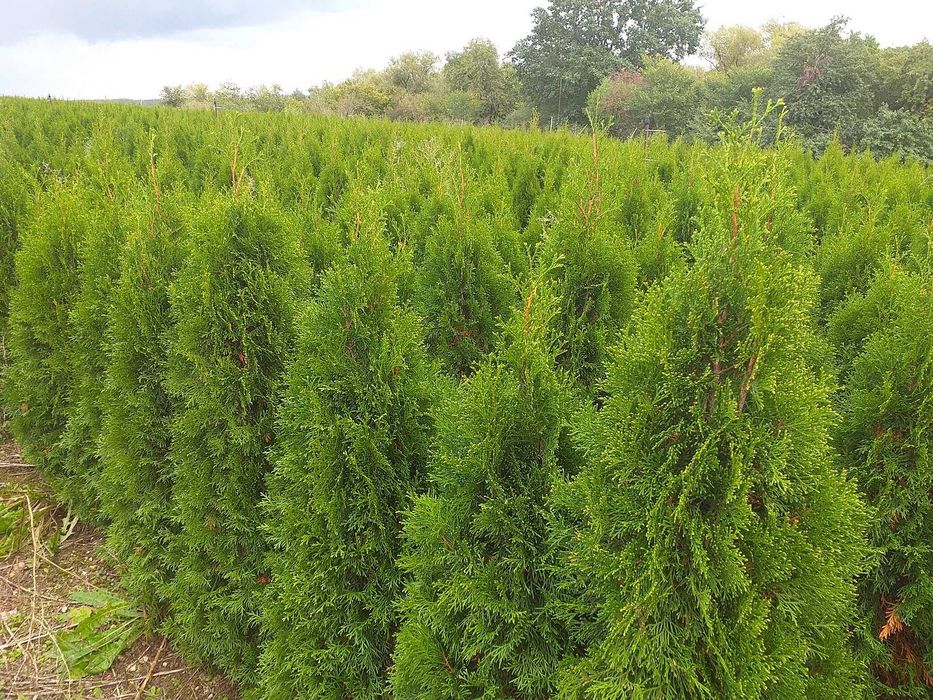 Tuja szmaragd PRODUCENT 30 - 150 cm - RABATY