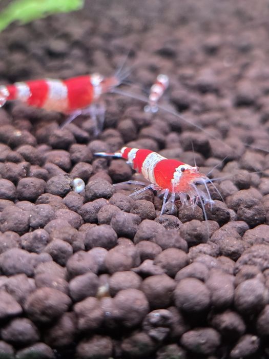 Krewetki akwariowe Crystal Red - Caridina