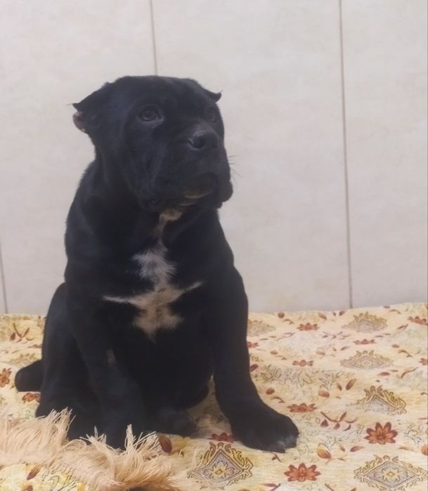 Щенок Кане корсо, готовий до переїзду