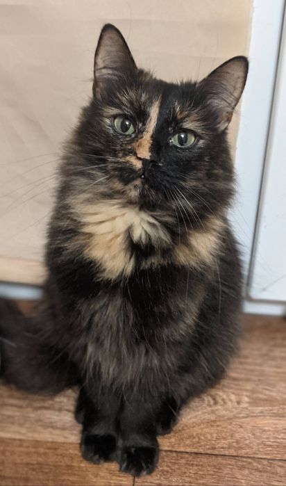 Очаровательная кошечка Черри, котенок черепаховаго окраса, 2 года, СТЕ