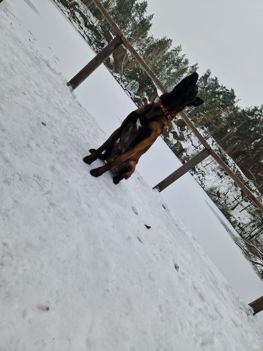 В'язка, хлопчик малінуа шукає наречену