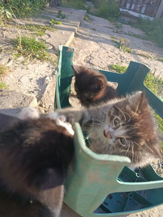 котики у добрі руки