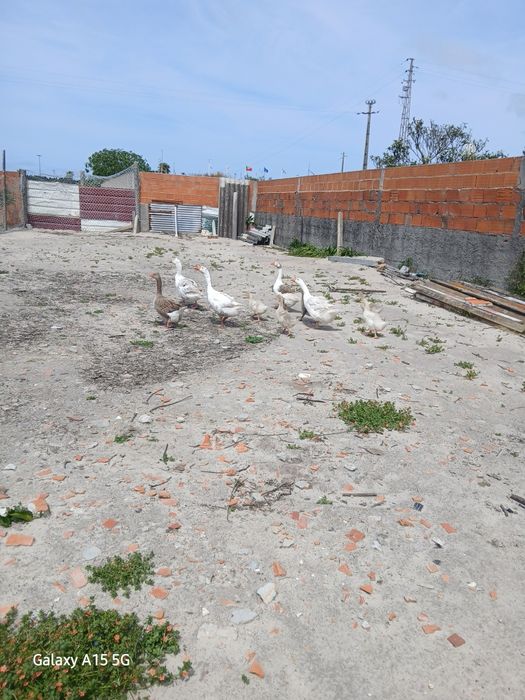 Gansos para venda