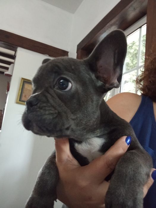 Buldog francês blue