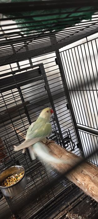 Ring necks Fêmea Adulta , Jandaya Fêmea, Aratinga sol