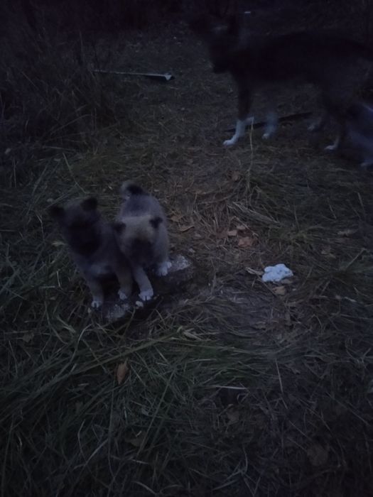 Шукаємо господарів для цуценят