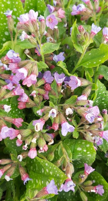 Rośliny z mojego ogrodu