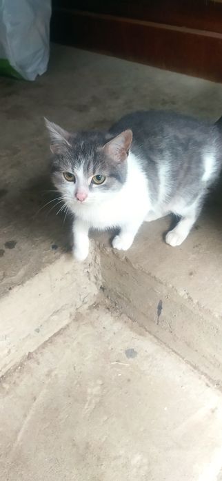 Бесплатно в хорошие руки серо белое кошечка подросток,крысолов подрост