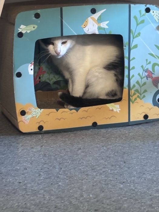 Bajka mloda koteczka do adopcji