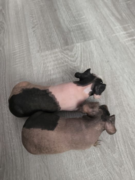 Świnki morskie samiczki 3 mies.