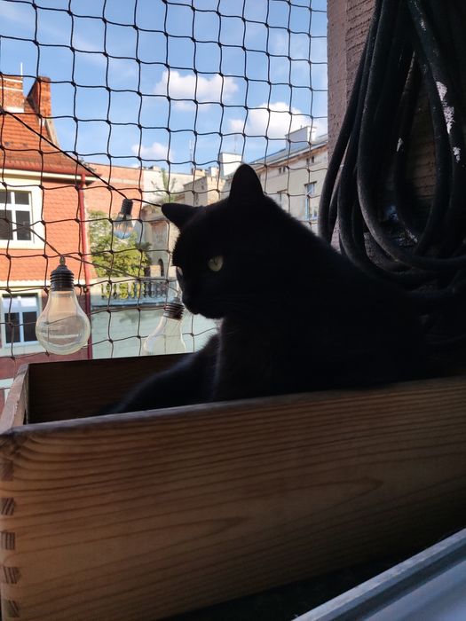 Siatki na Balkon ,przeciw gołębiom,  dla kota konkurencyjne ceny
