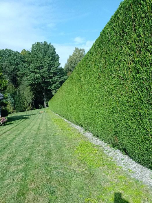 Pielęgnacja ogrodów, działek, koszenie trawy, przycinka oraz wycinka.