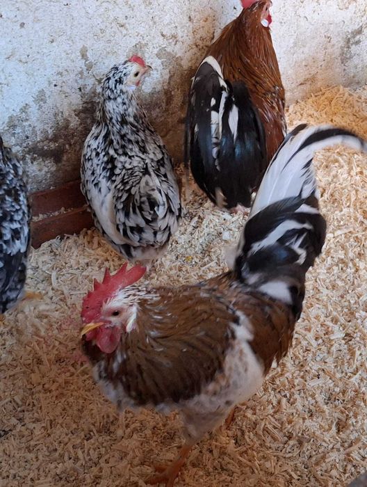 Galo mil flores garnizo