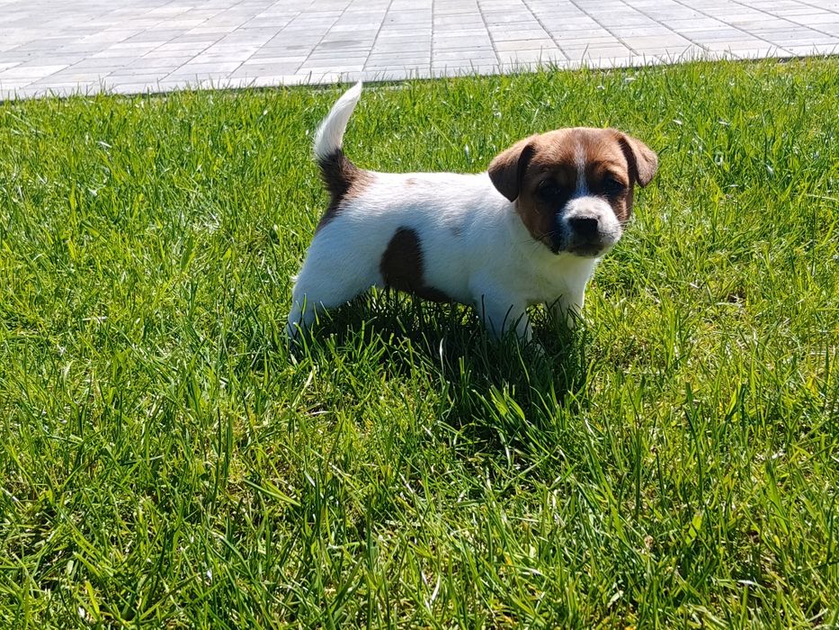 Szczeniak piesek Jack Russell Terrier