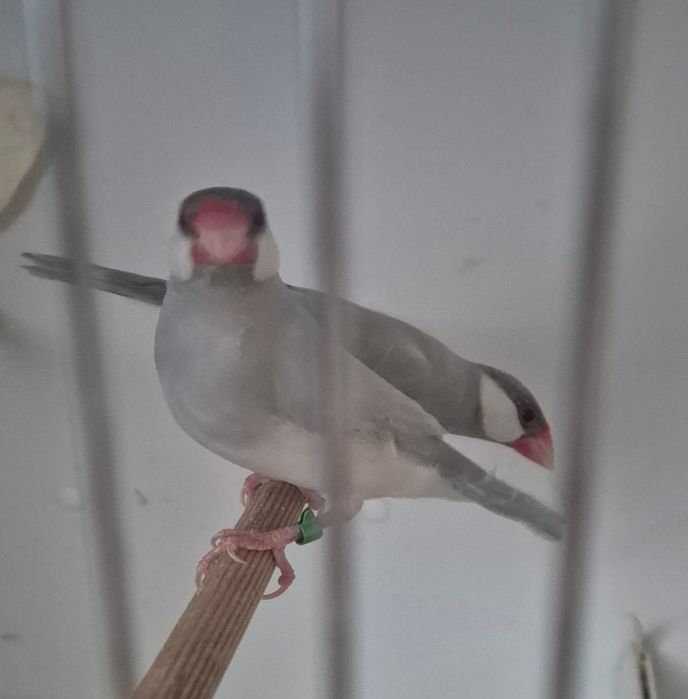 Ryżowce ptak egzotyczny