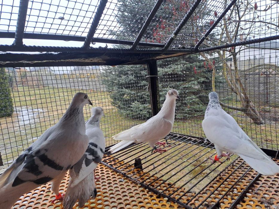 Gołebie Jasne perłowe pasiate