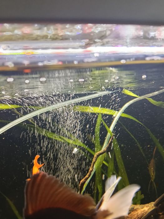 Mieczyk Delta ,samiec mieczyka Delta