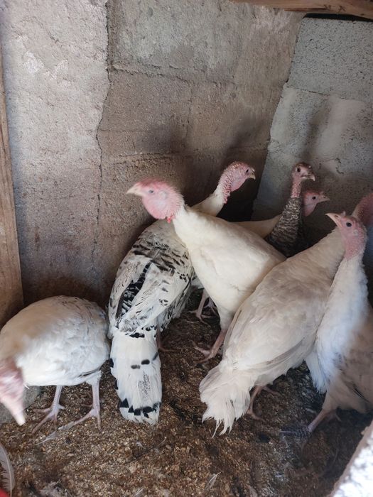 Perus caseiros de boa qualidade