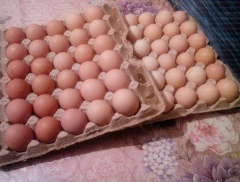 Домашні яйця.