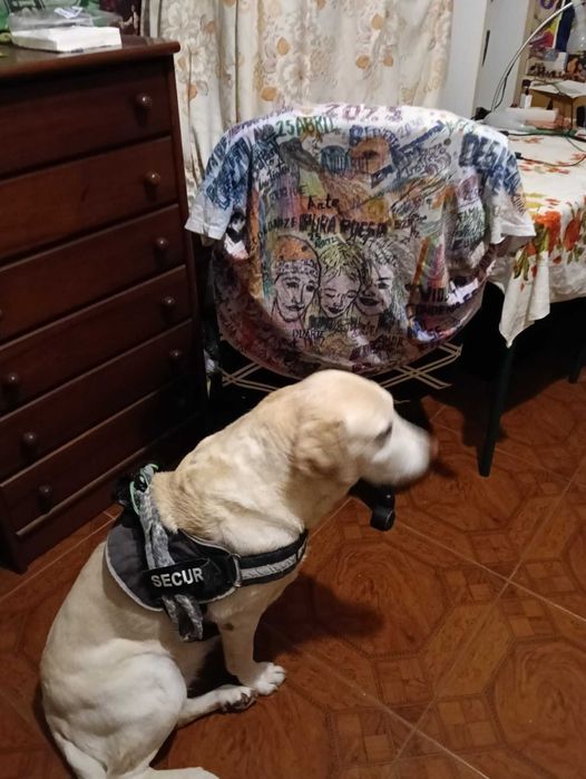 Petsitter Almada