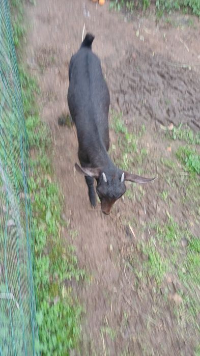 Cabra de raça grande pura murciana