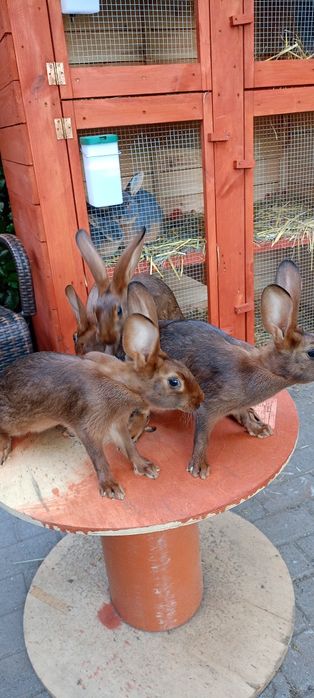 Króliki zajęczaki machoniowe
