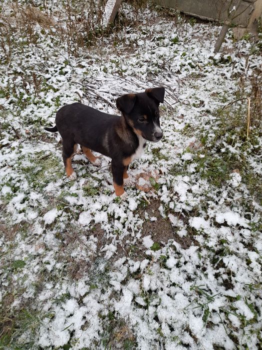 Віддам щенків в добрі руки