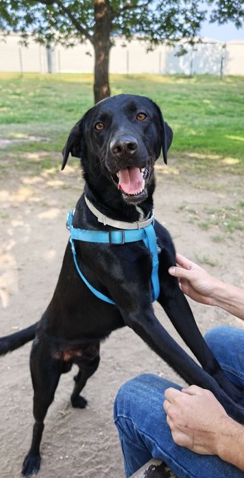 Kiko - Cão Perfeito para Adoção. Raçado de labrador