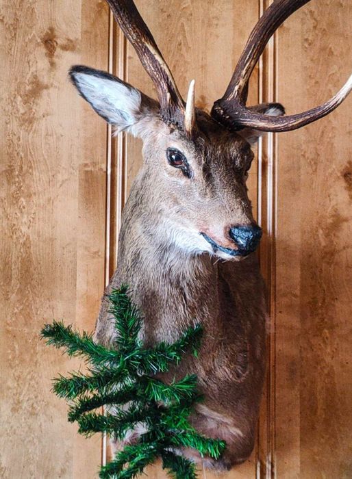 Продам чучело пятнистого оленя