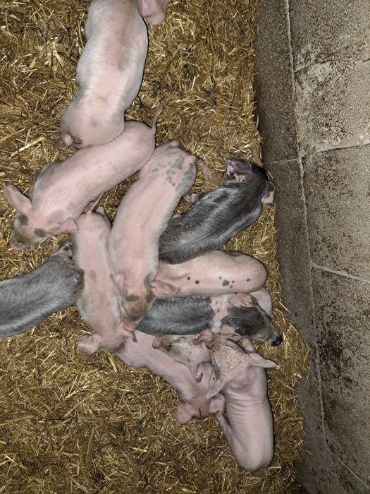 Vendo leitoes.                .