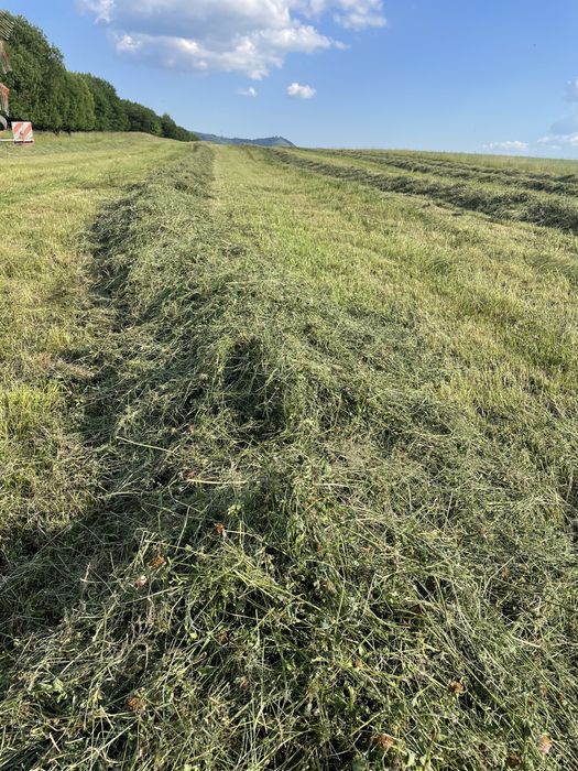LUCERNA KONICZYNA Sianokiszonka z sianych traw zamówienia 2026  bele baloty