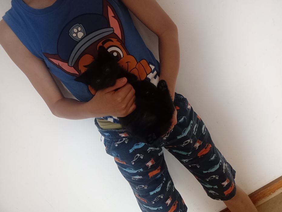 Gatinhos bebés para adoção